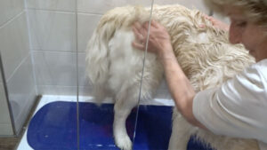 hund einmassieren mit Shampoo