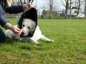 stressfreie Umgebung - Hundekragen nach OP