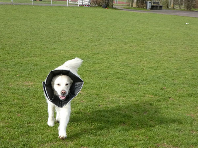Halskrause für große Hunde
