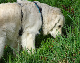 Zeckenhalsband für Hunde ohne Chemie