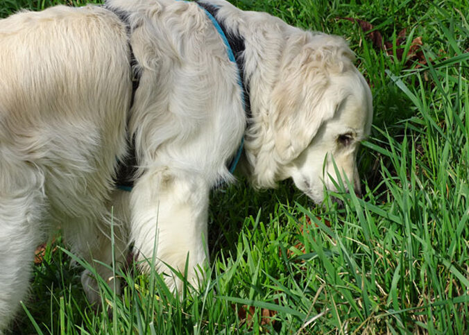 Zeckenhalsband für Hunde ohne Chemie