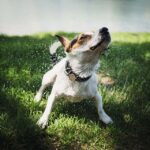 Zeckenhalsband für Hunde ohne Chemie