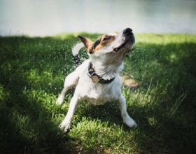Zeckenhalsband für Hunde ohne Chemie