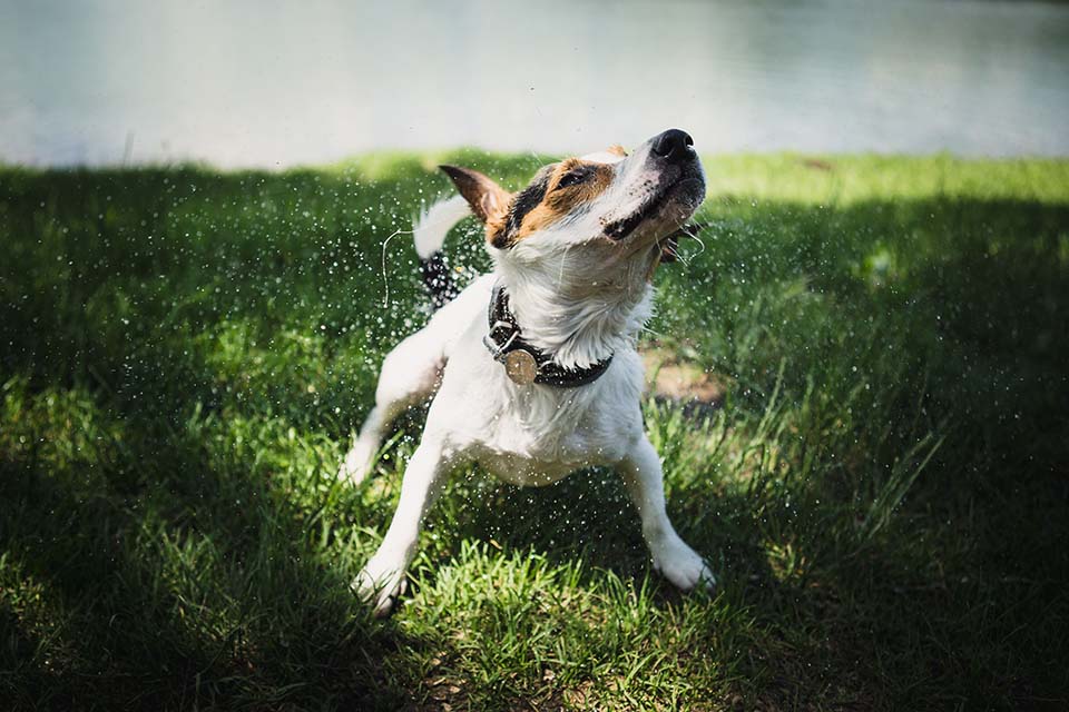 Zeckenhalsband für Hunde ohne Chemie