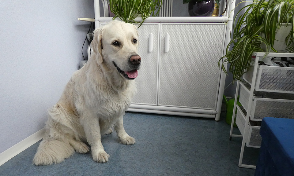Mia Goldentretriever Hündin